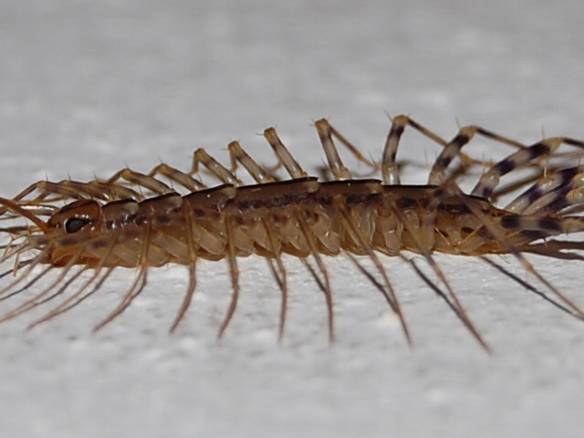 Scutigera coleoptrata **set fotografico**